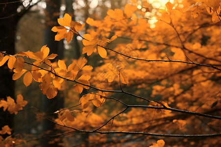 秋日之美背景图片