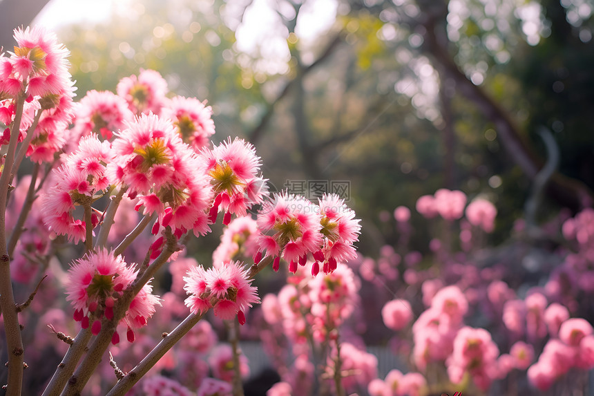 粉色花海图片