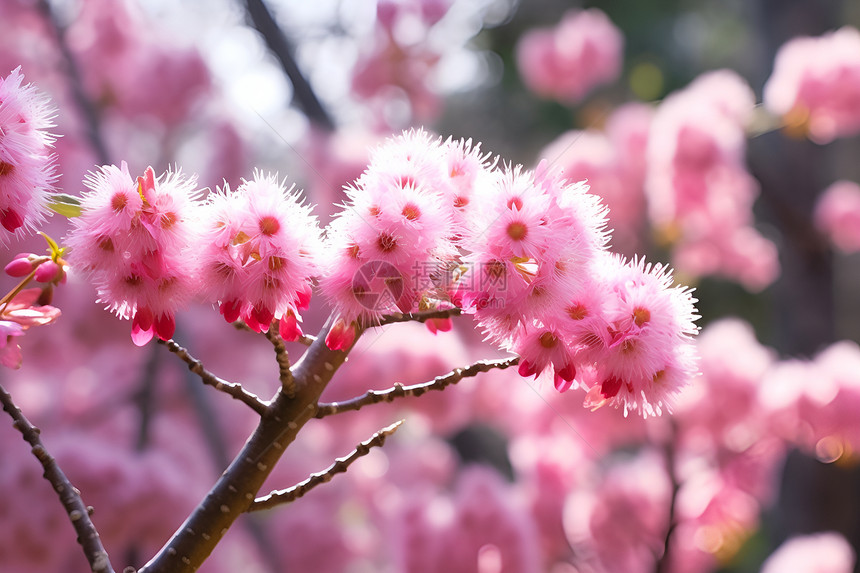 粉色花朵绽放图片