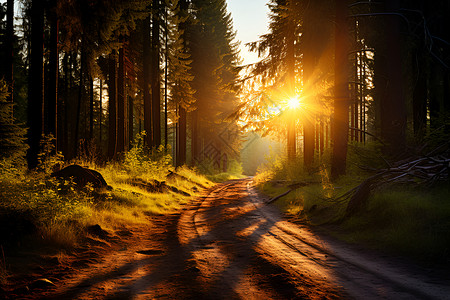 阳光照耀下的森林小路背景图片