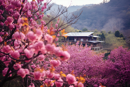 粉色颤抖房屋花海中一座房屋背景