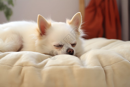 小白狗在睡觉高清图片