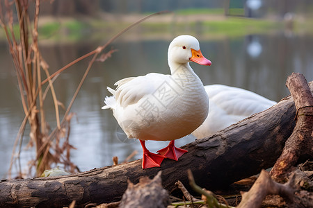 水边红领白鸭高清图片