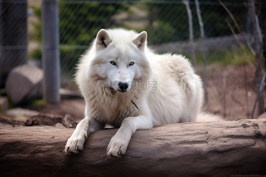 白色狼休息中图片