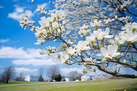 盛开的北海道小白玉兰花'背景图片