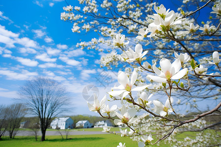 开满小白玉兰花的树背景图片