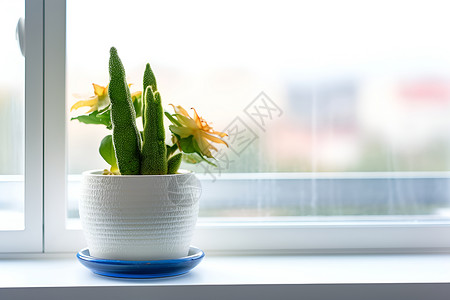 植物盆窗台上的盆栽自然与现代的结合背景