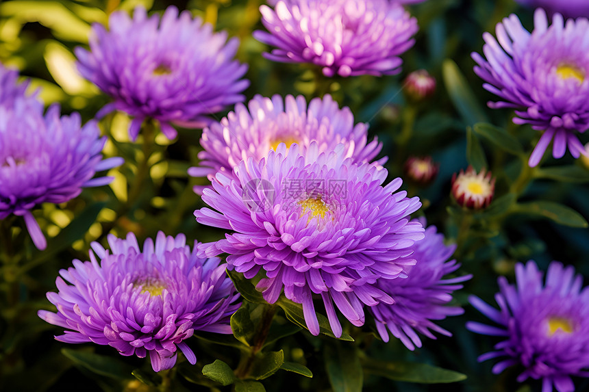 缤纷夏日紫色花朵图片