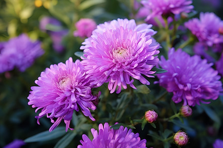一丛花花朵一束花海中的紫色丛花背景