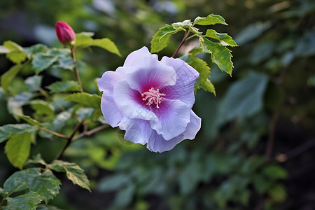 花园里紫色花朵背景图片