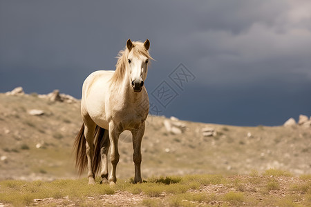 白马在沙漠上的草地上背景图片