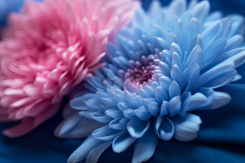 两朵粉蓝色花朵图片