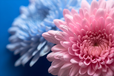 粉蓝色花朵背景图片