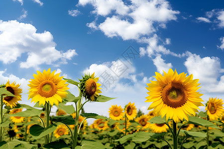 夏日繁花间的向日葵背景图片