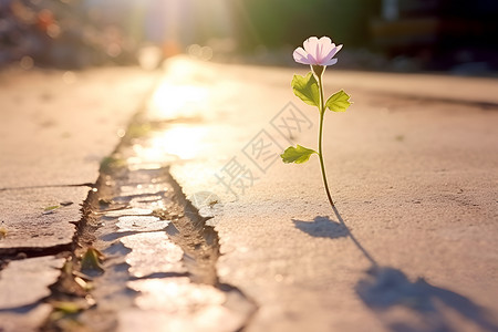 裂缝阳光街道裂缝旁的花朵背景
