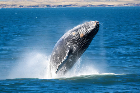 跃出海面鲸鱼跃出海面的动物背景