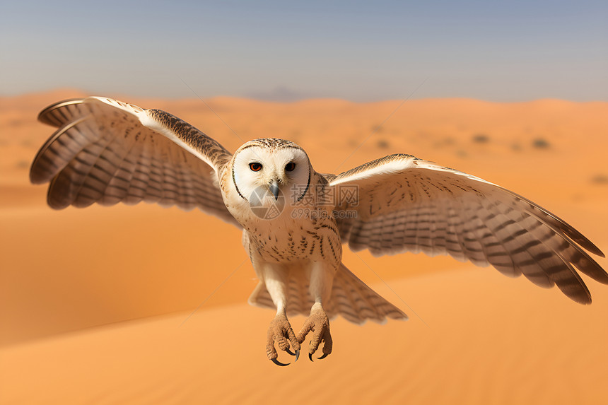 沙漠上一只鸟图片