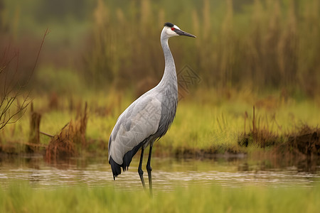 站立在湿地中的灰鹤高清图片