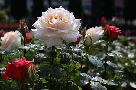 美丽绽放的玫瑰花朵背景图片