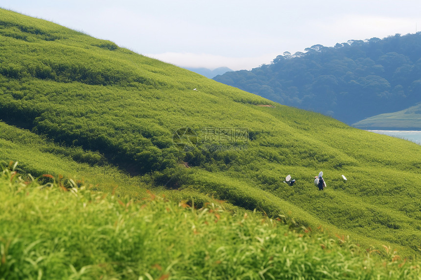 夏季山谷的美丽景观图片