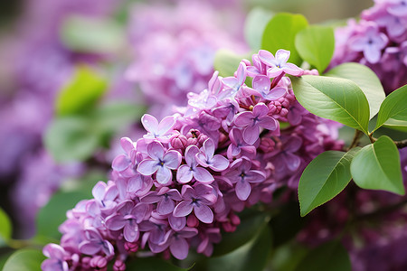 美丽的丁香花花海背景图片