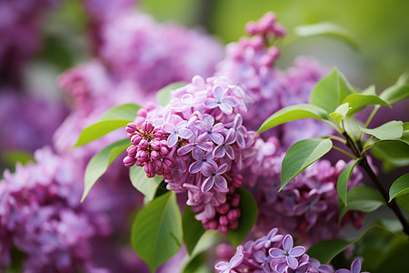 花园美丽绽放的丁香花花朵背景图片