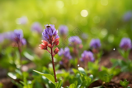 惊蛰节气花卉田野中的小紫花背景
