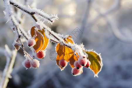 树枝上雪白的霜冻背景图片