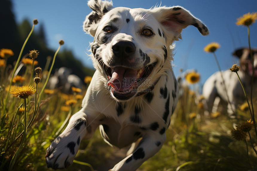 草地上奔跑的斑点犬图片