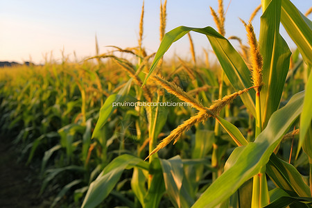 自然成熟的麦田背景图片