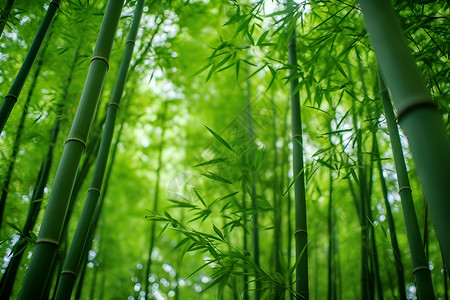 绿色竹子边框自然绿色的竹林背景
