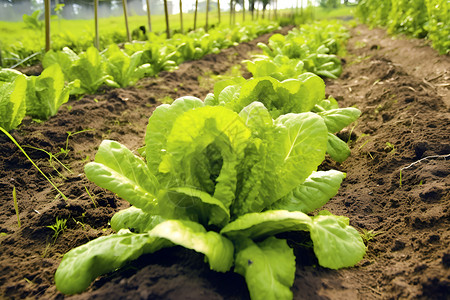 农村的蔬菜种植背景图片