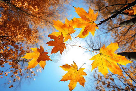炫彩树叶脉络秋天金黄色的树叶背景