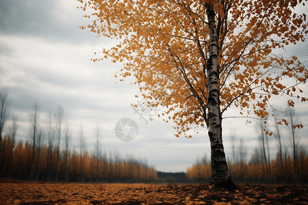 田野上落叶的大树背景图片