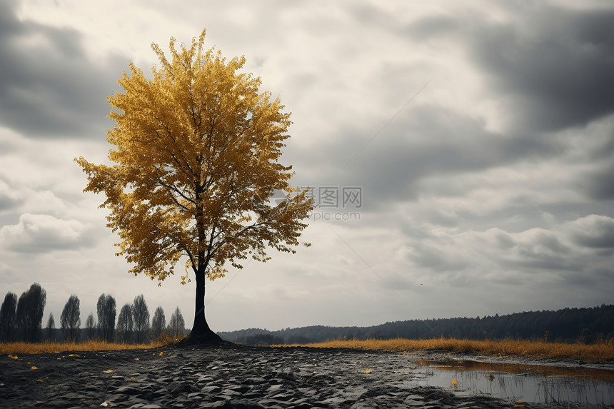 秋日孤寂的大树图片