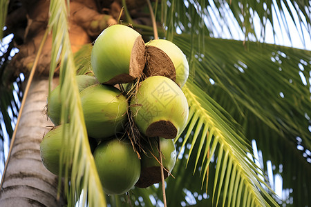 绿色繁茂的椰子树背景图片