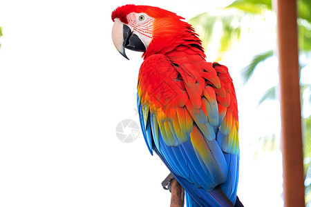 丛林中彩色的小鸟背景图片