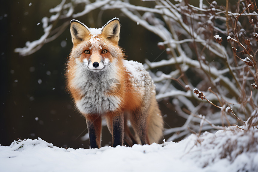 红狐站立于积雪中图片