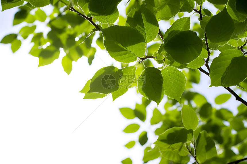 白色背景前的绿叶枝条图片