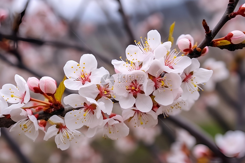 春季花园中鲜艳的桃花图片