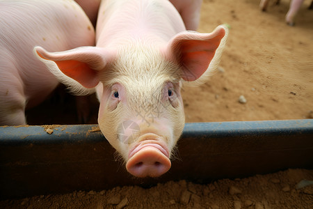 农场中的一只猪背景图片