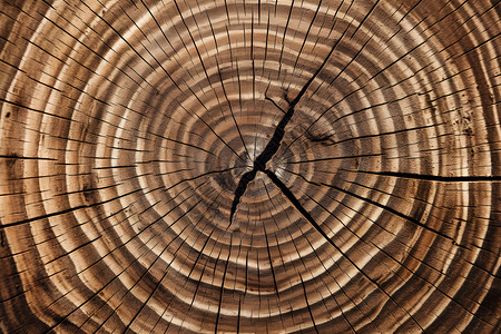 木材年轮背景图片
