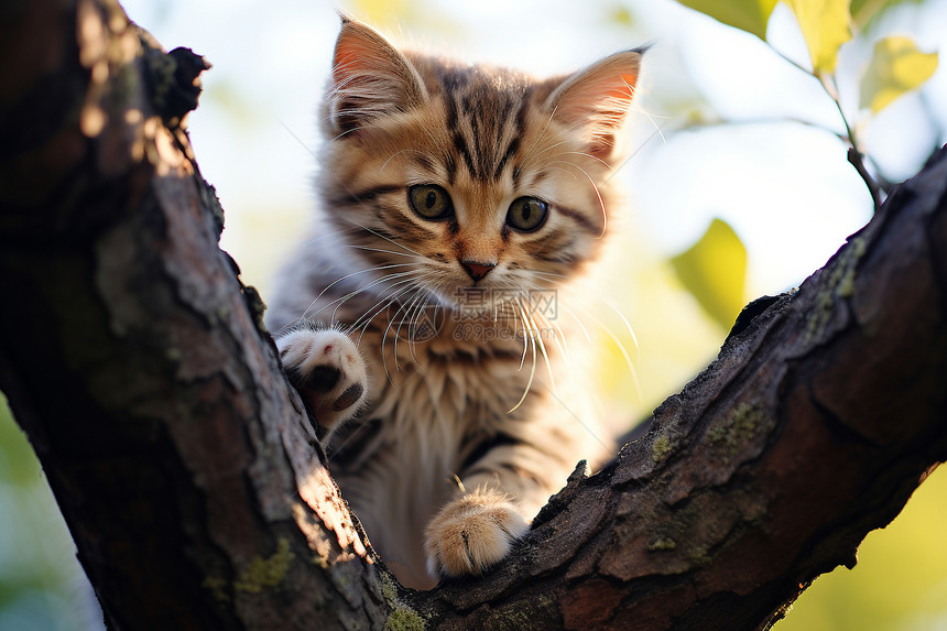 树枝上的小猫图片