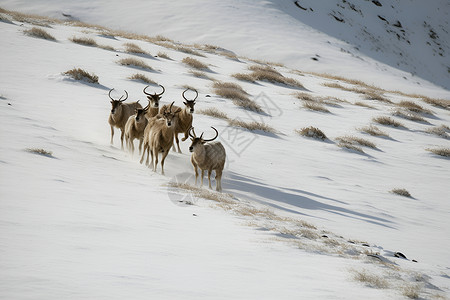 雪原奔跑的羊群背景图片