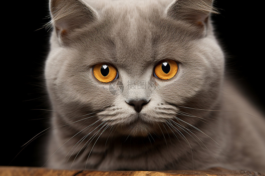 灰色的小猫图片
