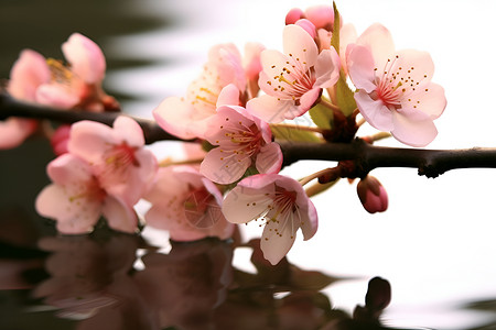 粉色花枝清新幽雅背景图片