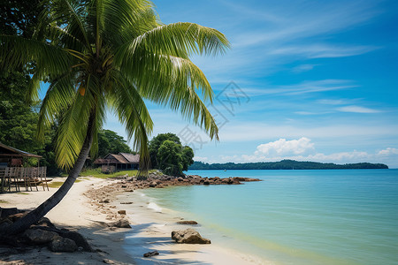 孤独岛上的棕榈树背景图片
