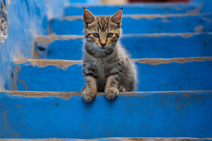 阶梯上的猫图片