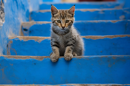 宠物街阶梯上的猫背景