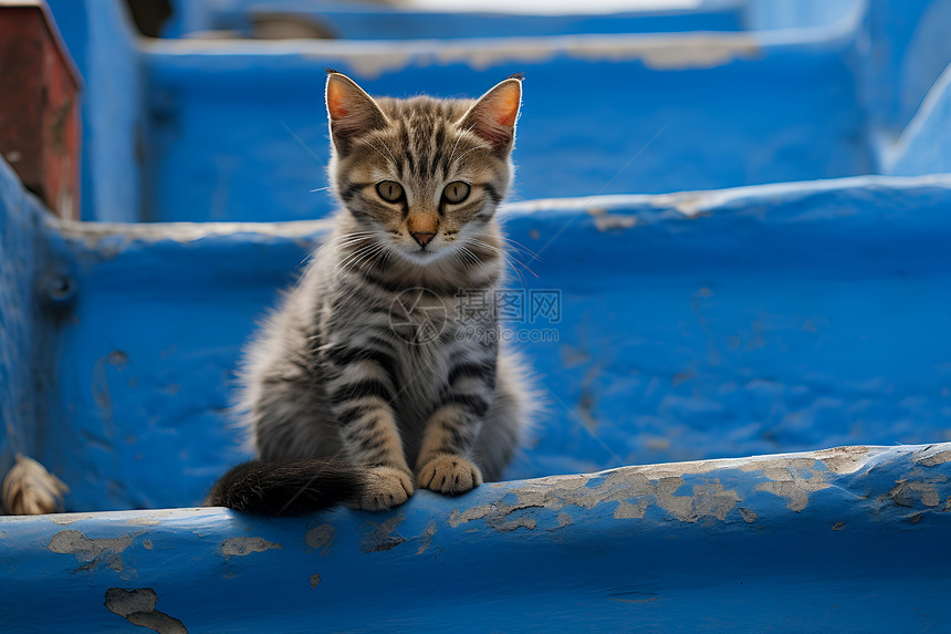 台阶上的猫图片